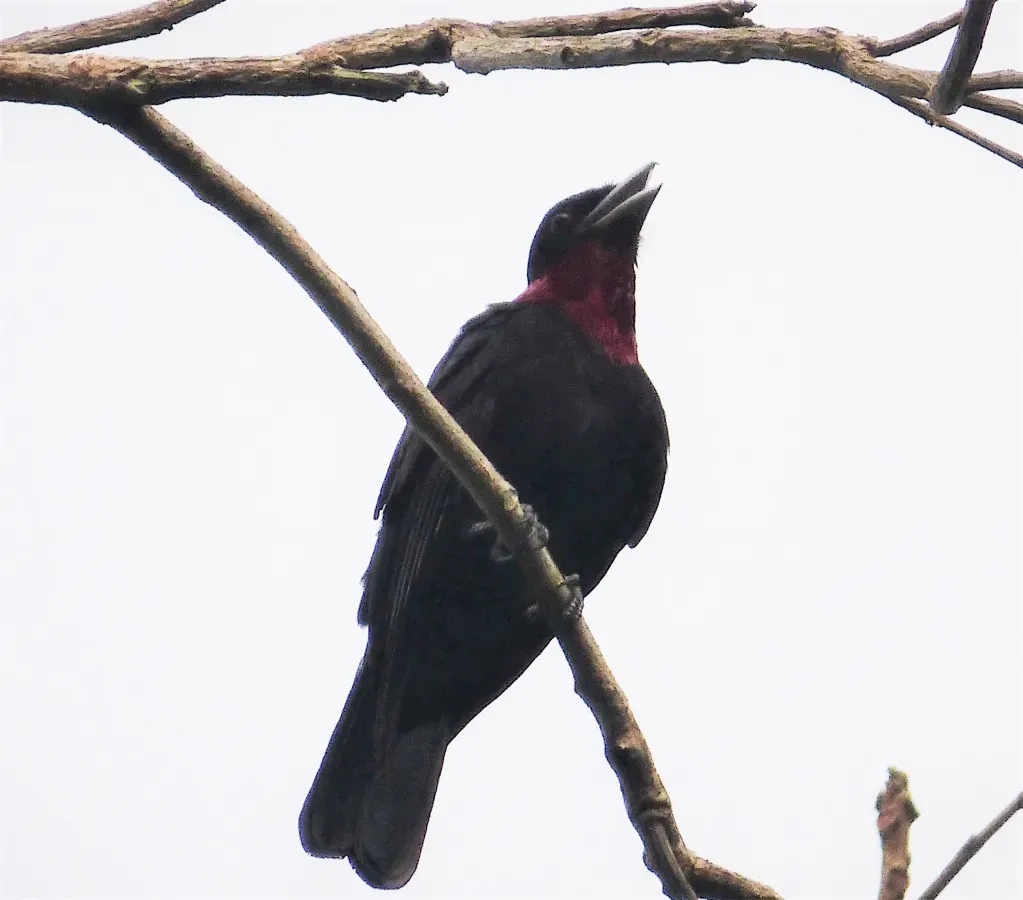 File:Purple-throated Fruitcrow Querula purpurata (28133387877).jpg