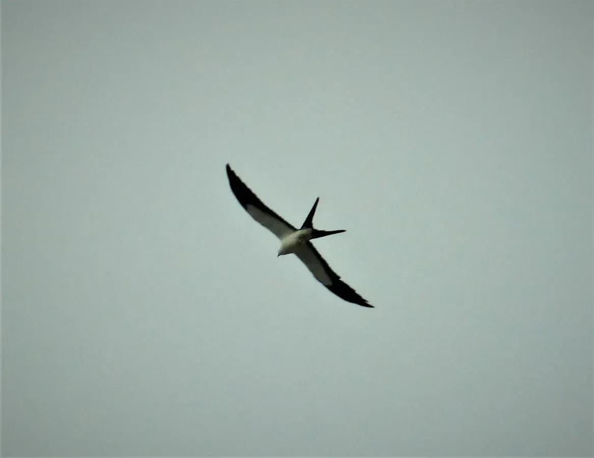 File:Swallow-tailed Kite Elanoides forficatus (42980249551).jpg
