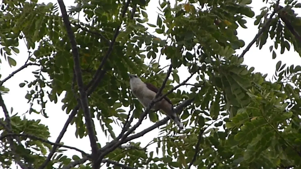 File:White-headed Wren Campylorhynchus albobrunneus (42051825185).jpg