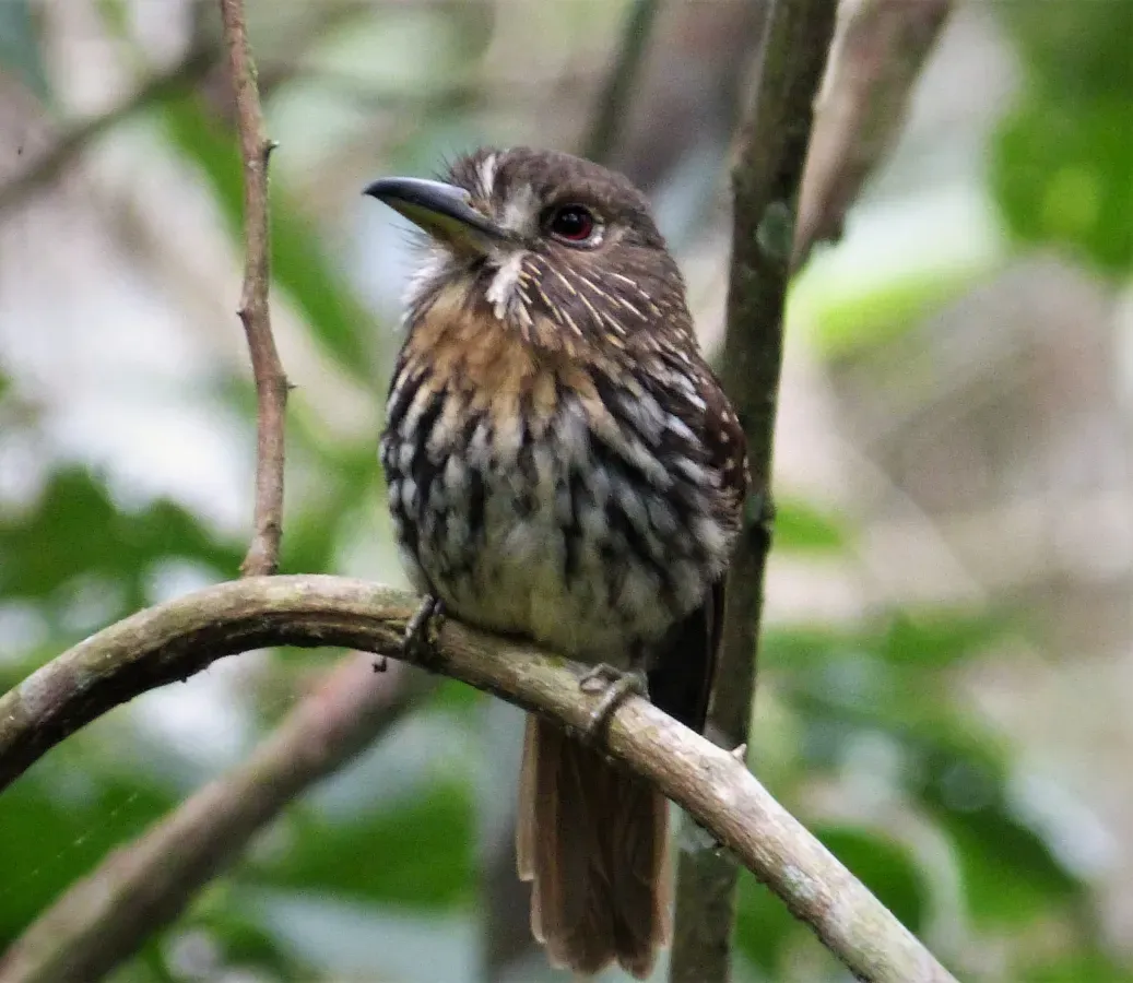 File:White-whiskered Puffbird Malacoptila panamensis (27985501207).jpg