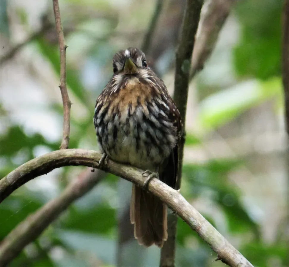 File:White-whiskered Puffbird Malacoptila panamensis (41043417570).jpg
