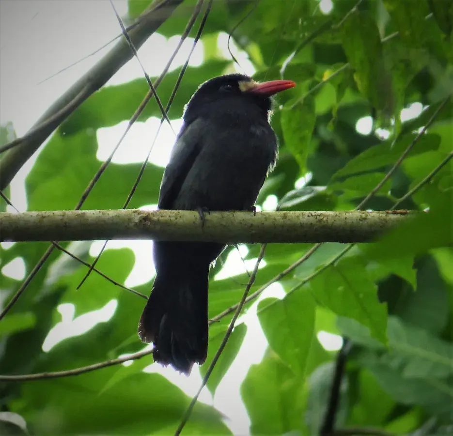 File:White-fronted Nunbird Monasa morphoeus (28981273258).jpg