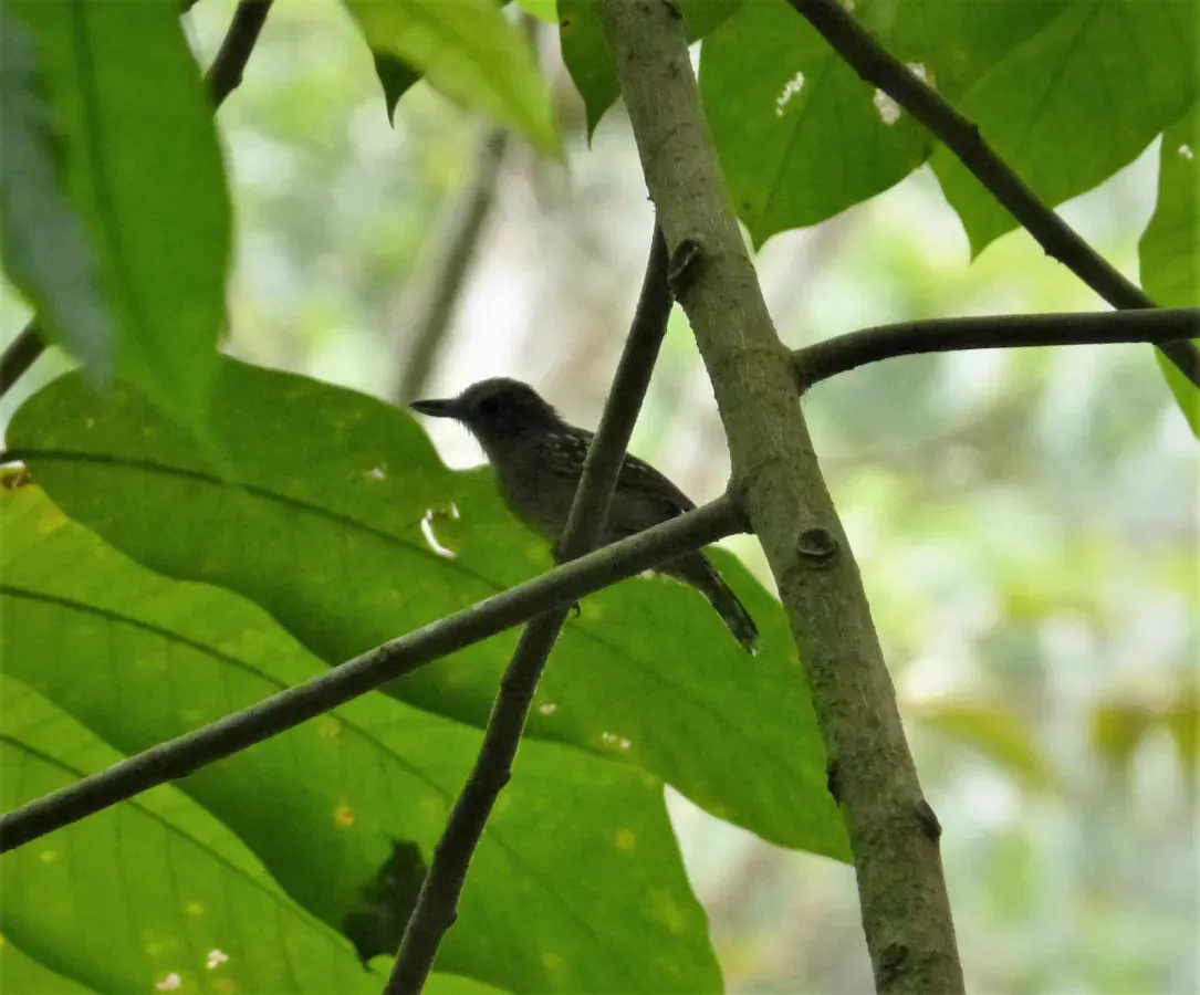 File:Western Slaty-Antshrike. Thamnophilus atrinucha (42136176794).jpg