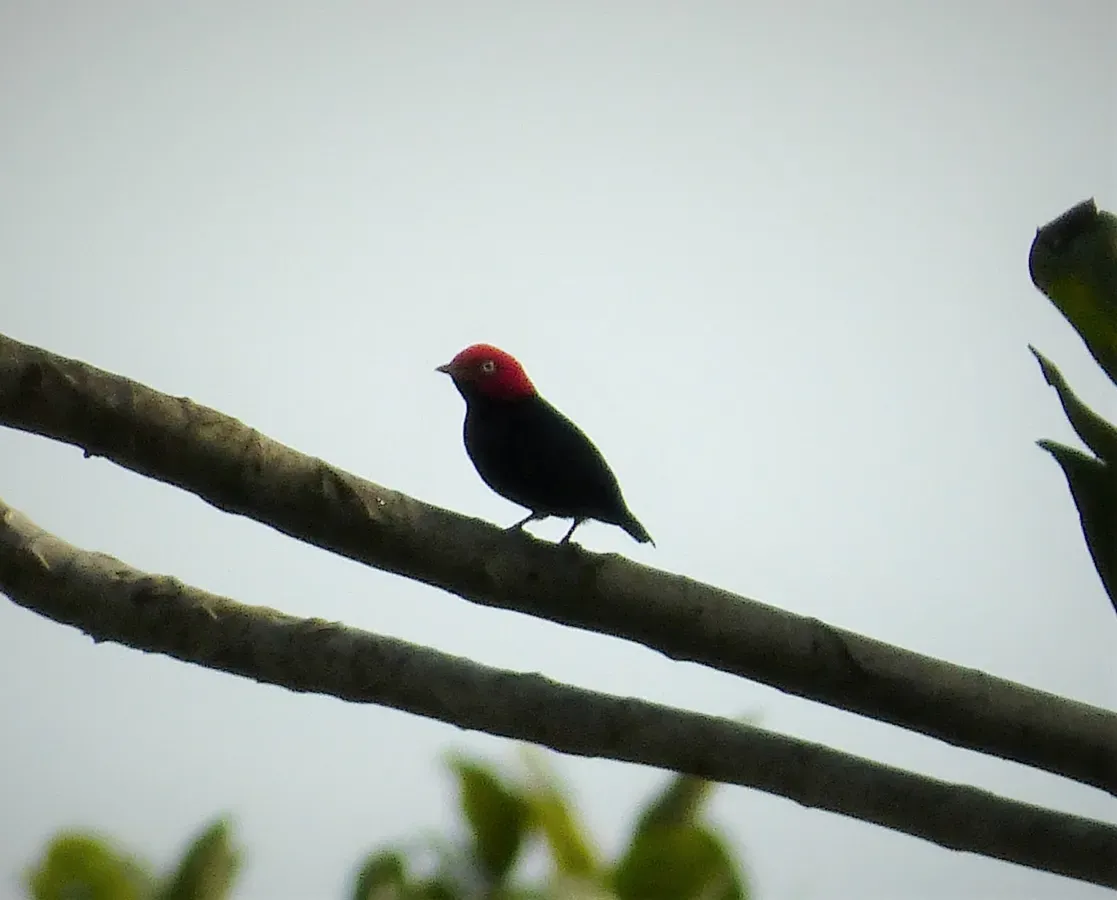 File:Red-headed Manakin Ceratopipra rubrocapilla (41020602880).jpg