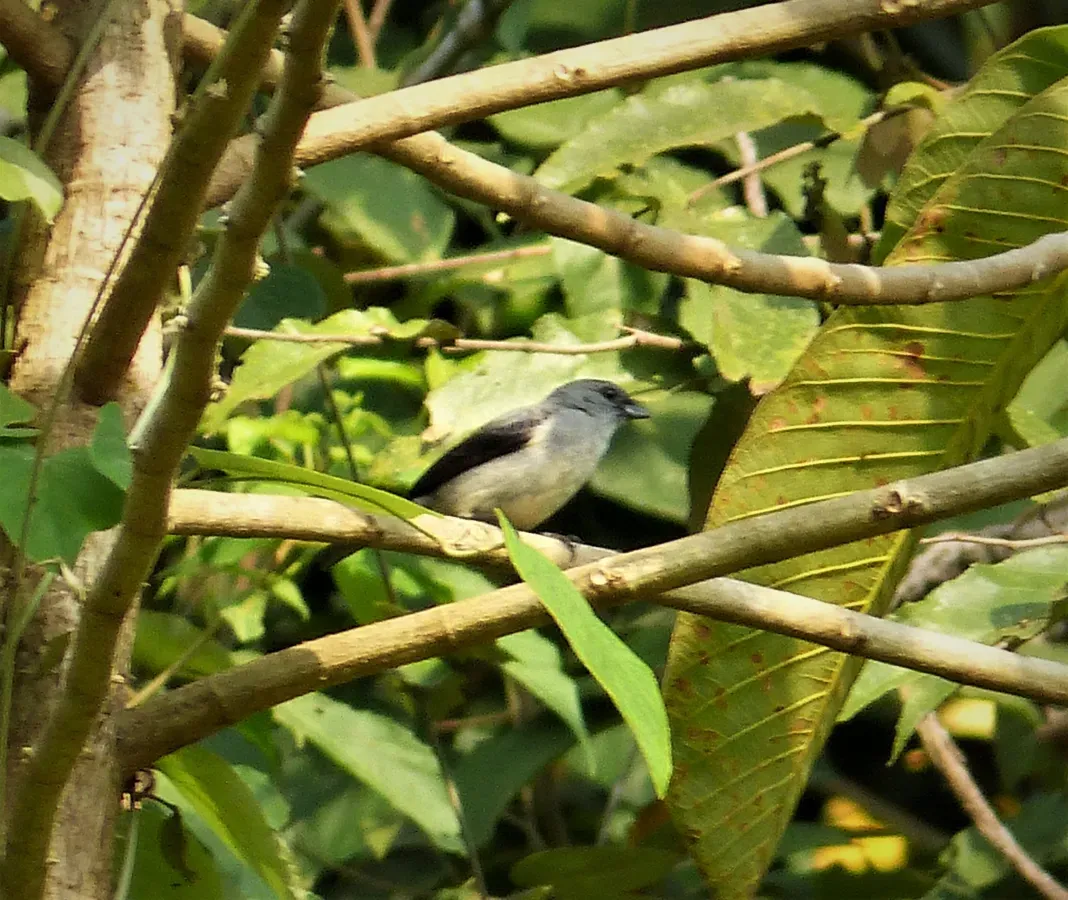 File:Plain-colored Tanager Tangara inornata (41020604120).jpg