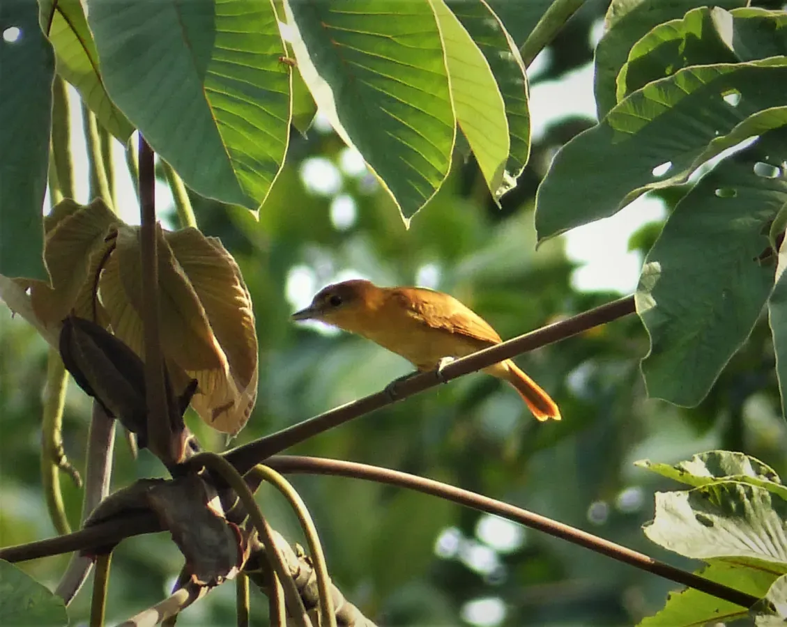 File:Cinnamon Becard Pachyramphus cinnamomeus (41929908125).jpg