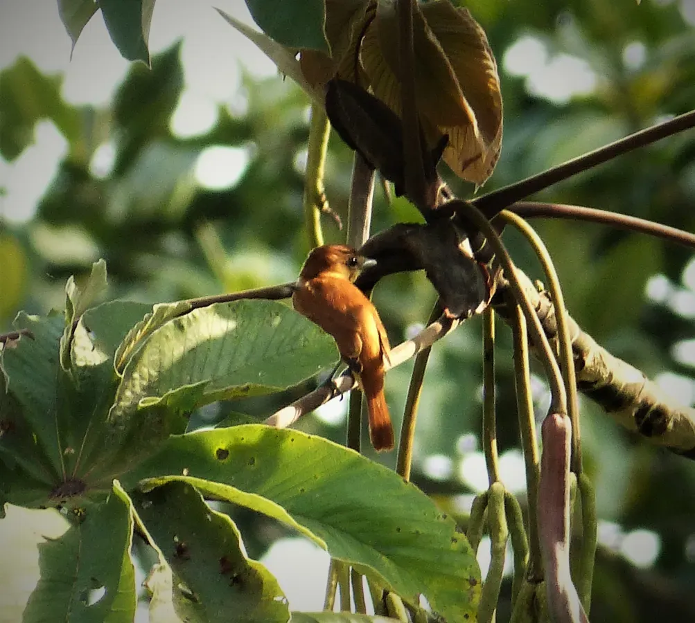 File:Cinnamon Becard Pachyramphus cinnamomeus (41929909415).jpg