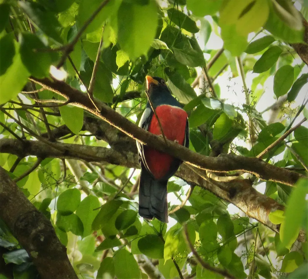 File:Black-tailed Trogon. Trogon melanurus male (41915555575).jpg