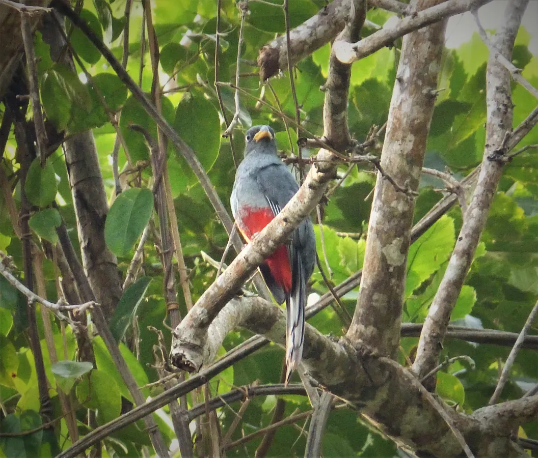 File:Black-tailed Trogon. Trogon melanurus female (42816368721).jpg