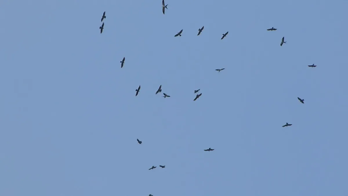 File:Migration ...with Swallow-tailed Kites (Elanoides forficatus) at end (28943191648).jpg