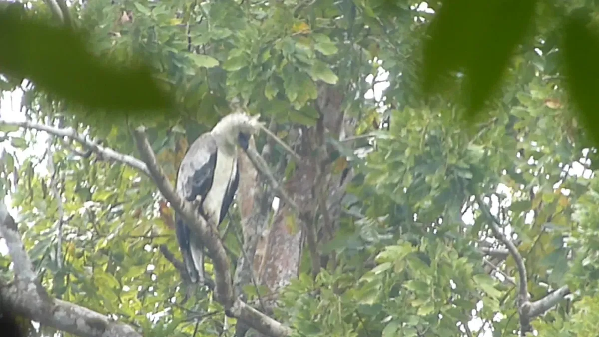 File:Harpy Eagle - Harpia harpyja (42193017091).jpg