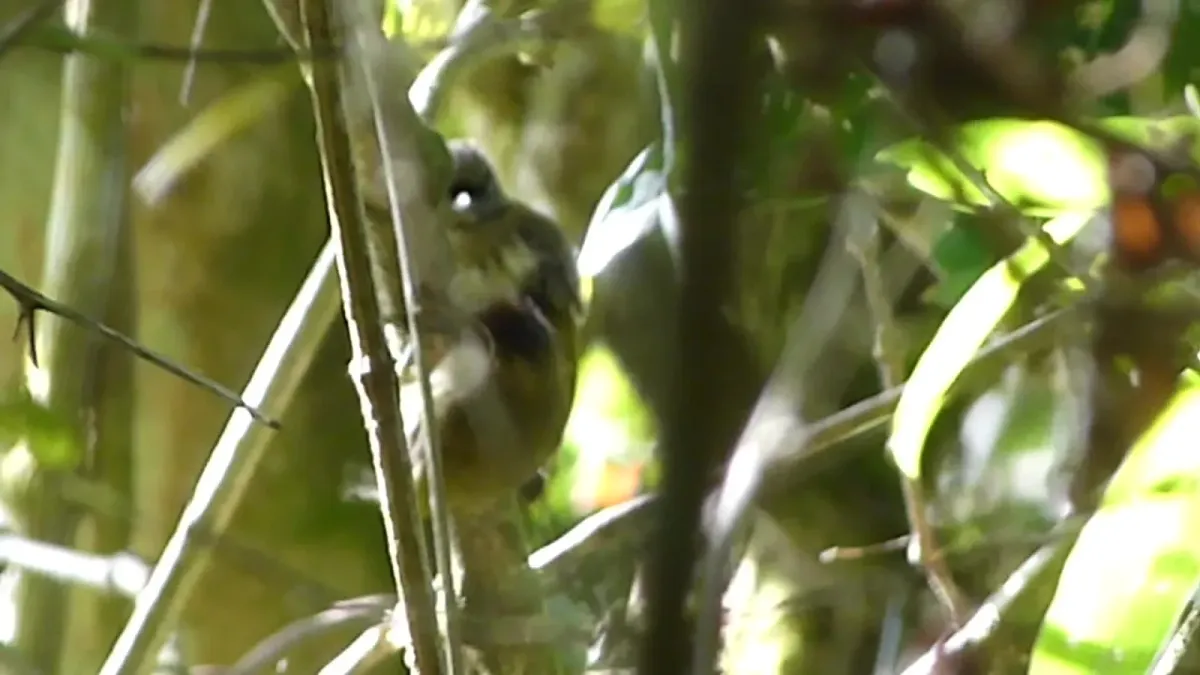 File:Olivaceous Piculet Picumnus olivaceus (41114584825).jpg