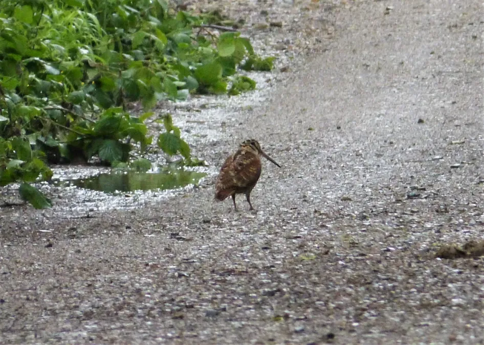 File:Woodcock. (Scolopax rusticola) (39199464021).jpg