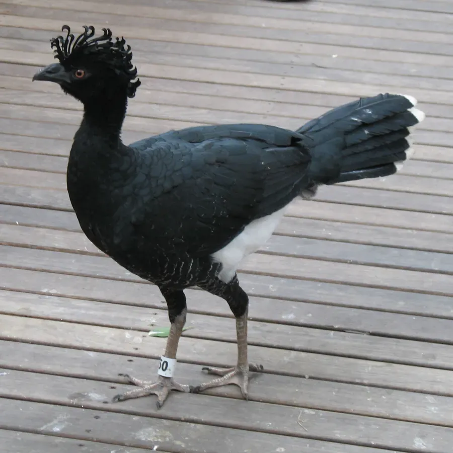 File:Crax daubentoni -Philadelphia Zoo -female-8a-4c.jpg