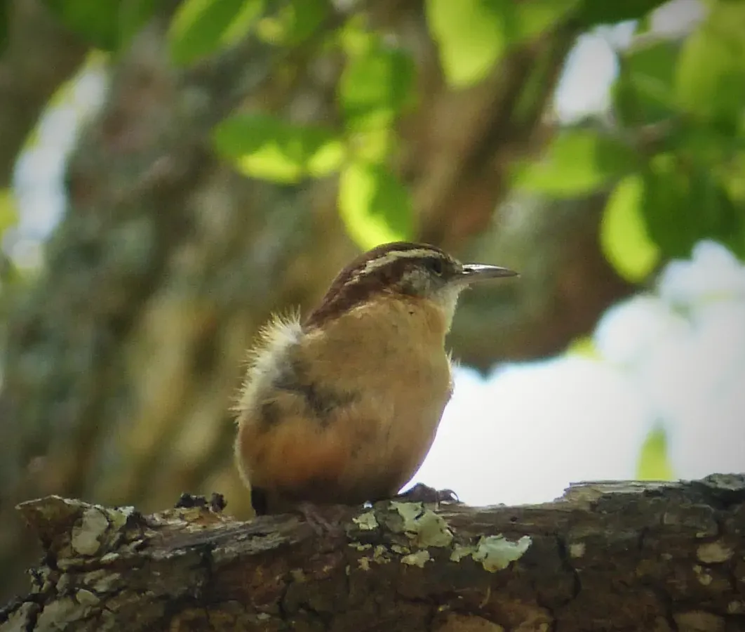 File:Carolina Wren Thryothorus ludovicianus (24259613468).jpg