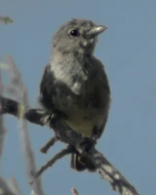 File:Vireo vicinior1.jpg