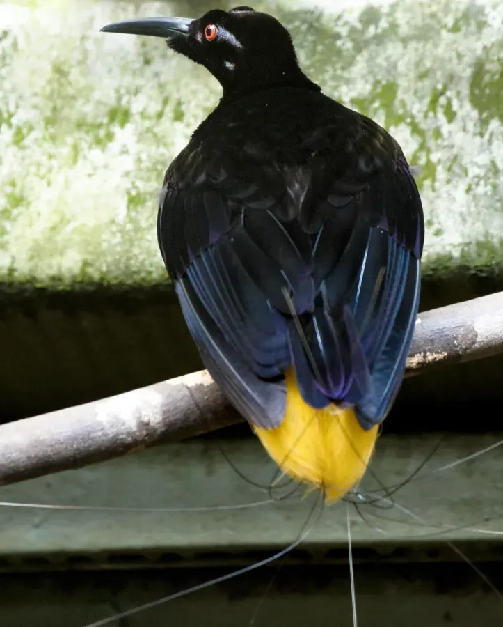File:Seleucidis melanoleucus -Jurong Bird Park -male-8a.jpg