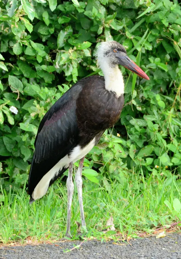 File:African Woolly-necked Stork (Ciconia microscelis), iSimangaliso.jpg