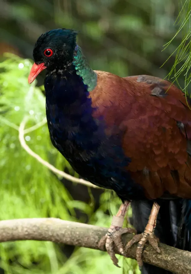File:Otidiphaps nobilis -Jurong Bird Park-8a.jpg