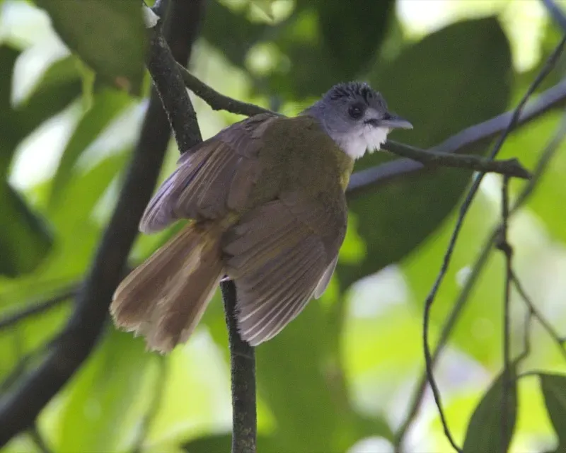 File:Alophoixus phaeocephalus back.jpg