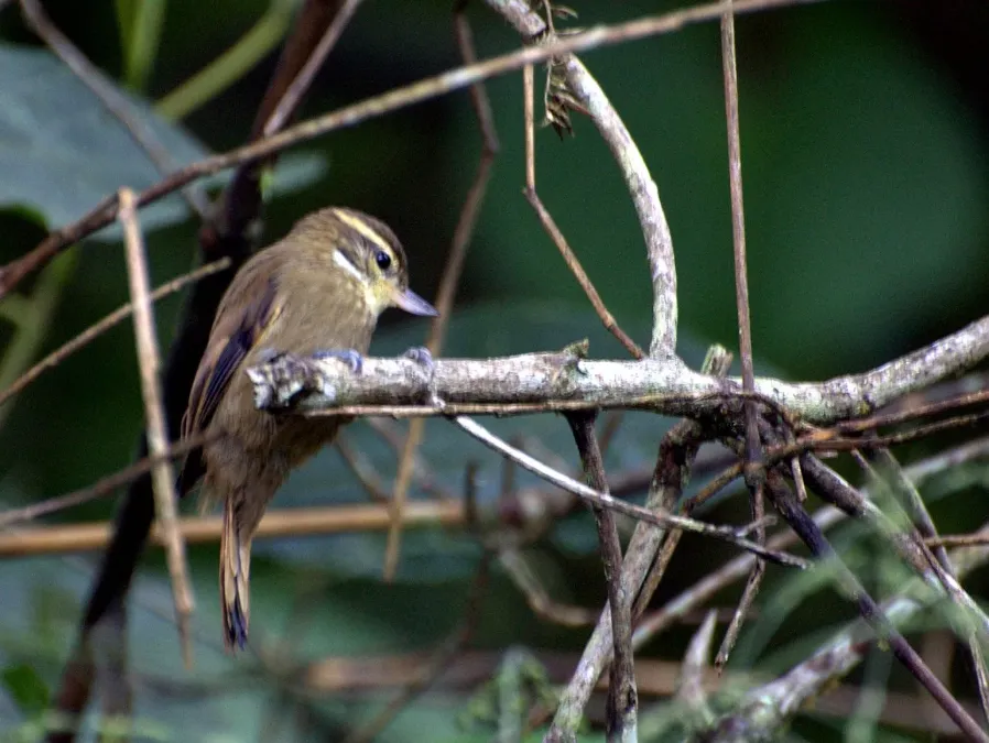 File:Xenops minutus (cropped 2).jpg