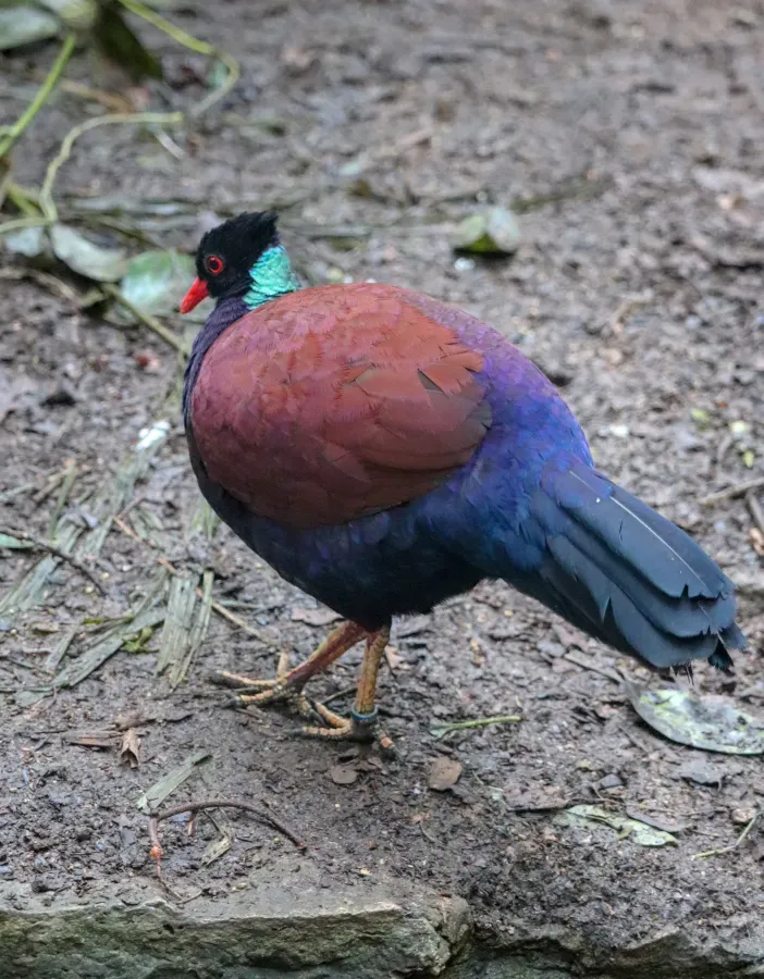 File:Green-naped Pheasant Pigeon (Otidiphaps nobilis nobilis) (CWPG).jpg