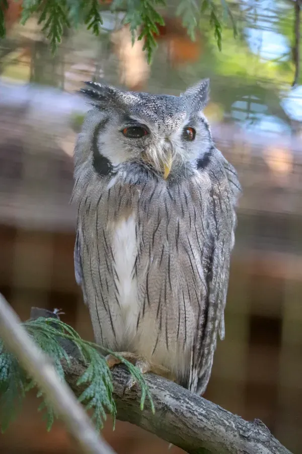 File:Northern White-Faced Owl (Ptilopsis leucotis) (CWPG).jpg