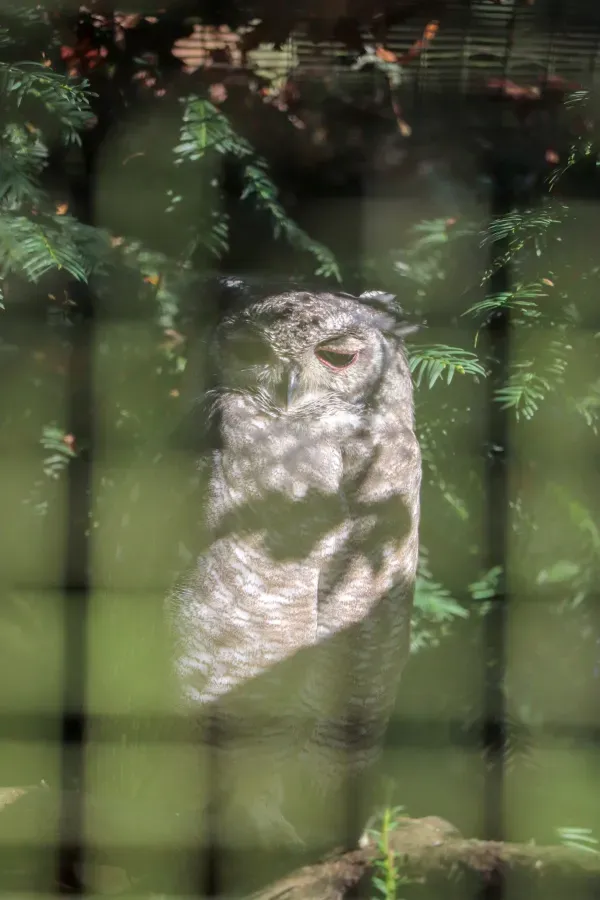 File:Vermiculated Eagle Owl (Bubo cinerascens) (CWPG).jpg