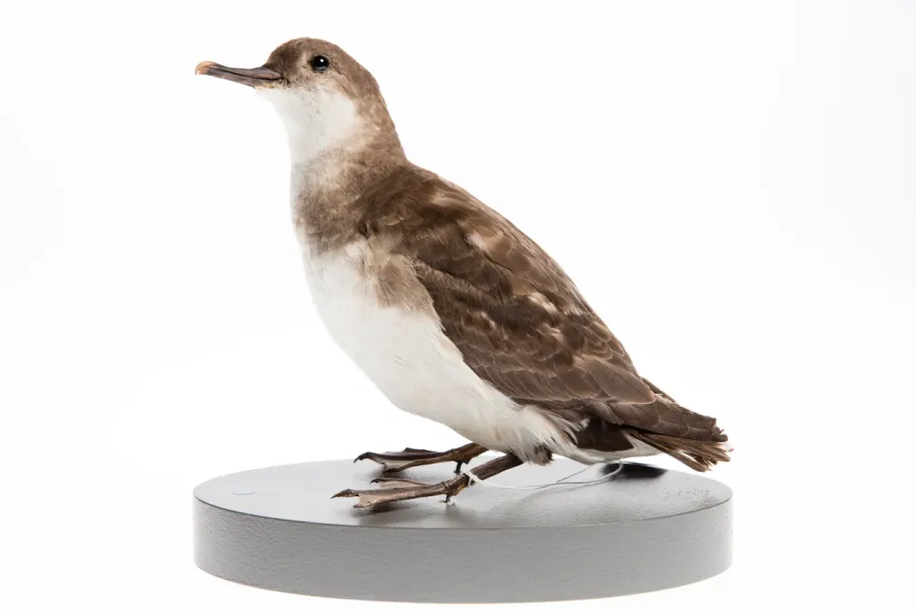 File:Puffinus gavia (AM LB4277).jpg