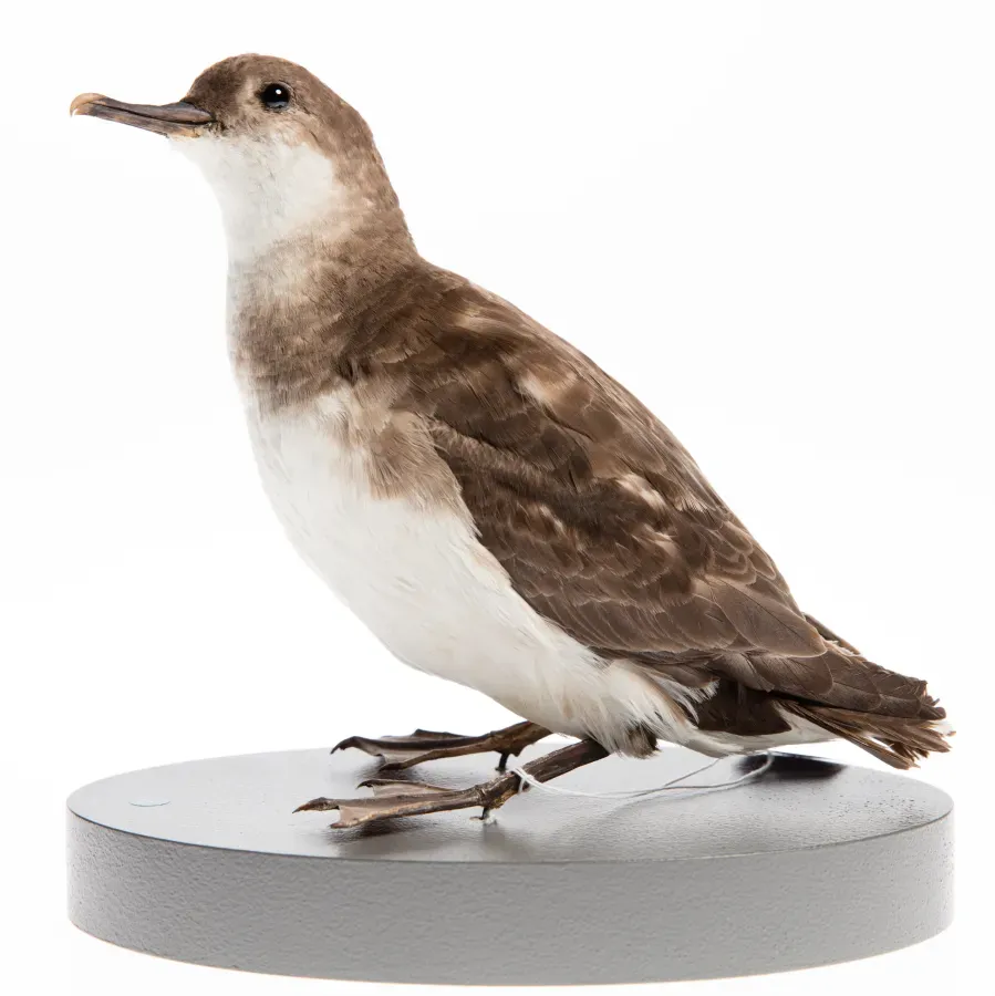 File:Puffinus gavia (AM LB4277) (cropped).jpg