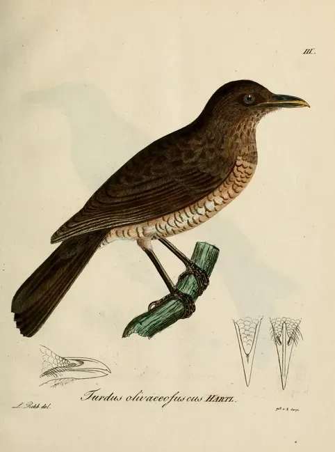 File:Turdus olivaceofuscus.jpg