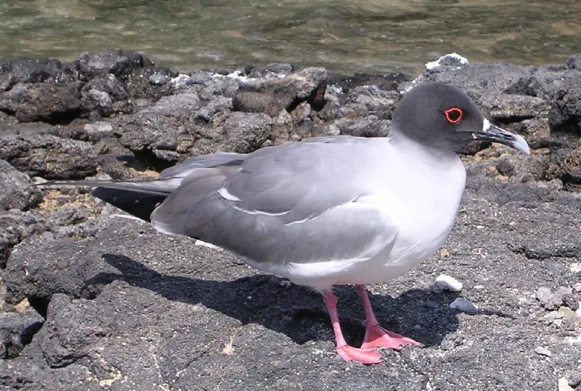 File:Creagrus furcatus.JPG
