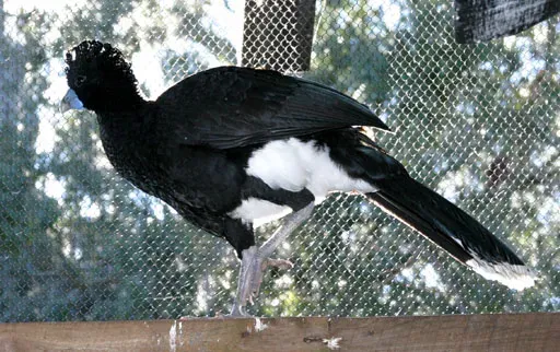 File:Crax albertiPCCA20051227-1981B.jpg