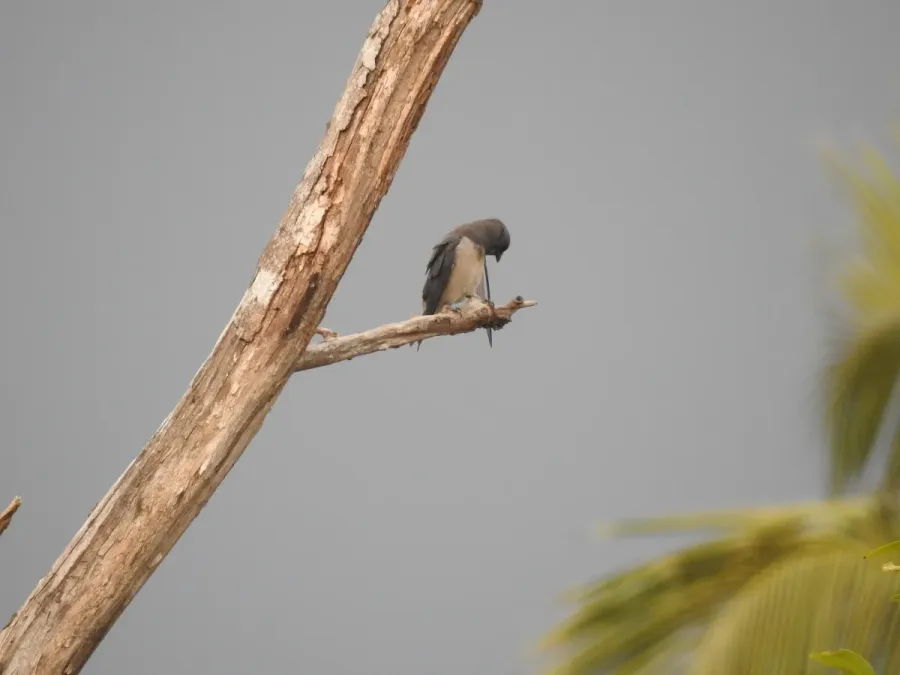 File:Ashy wood swallow (Artamus fuscus) ഇണകാത്തേവൻ.jpg