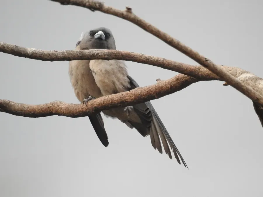 File:Ashy wood swallow (Artamus fuscus) ഇണകാത്തേവൻ 4.jpg