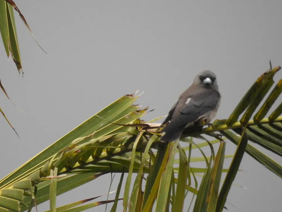 File:Ashy wood swallow (Artamus fuscus) ഇണകാത്തേവൻ 8.jpg