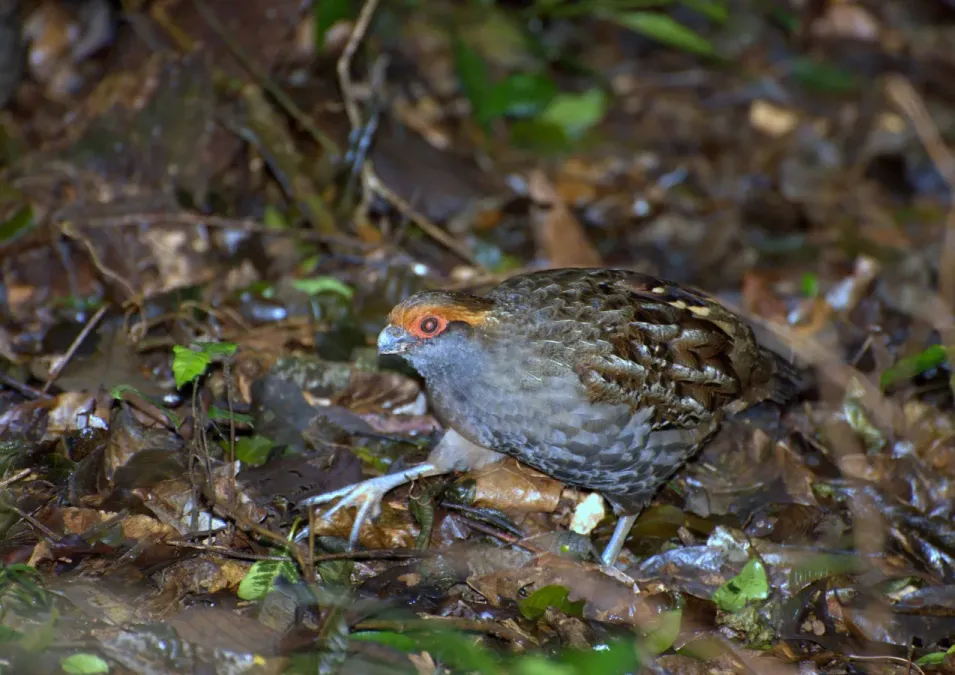 File:Odontophorus capueira.jpg