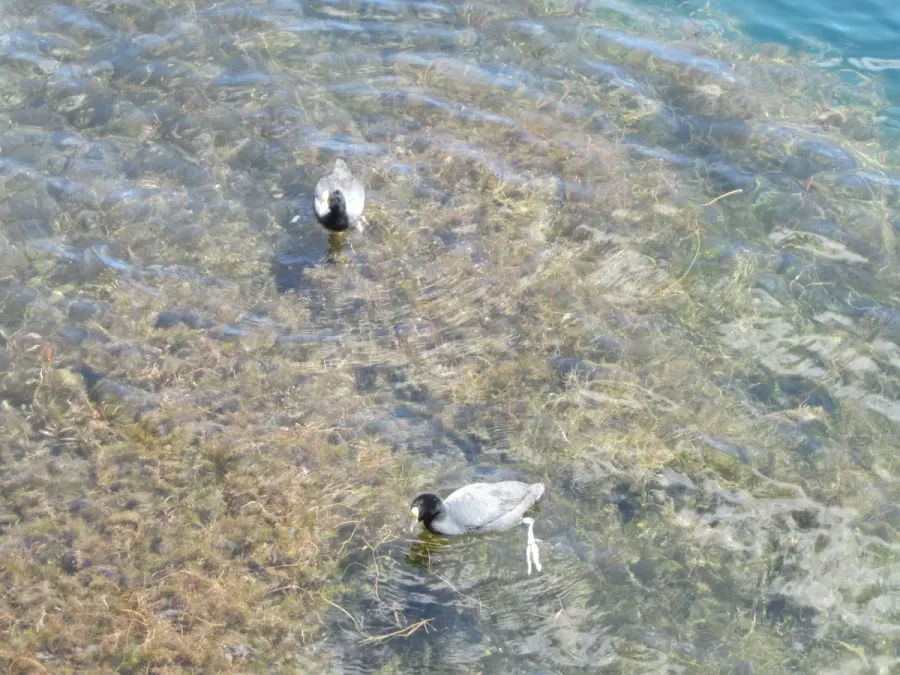 File:Fulica ardesiaca, Cuicocha Lake Ecuador Reserva ecológica Cotacachi-Cayapasm 1.jpg