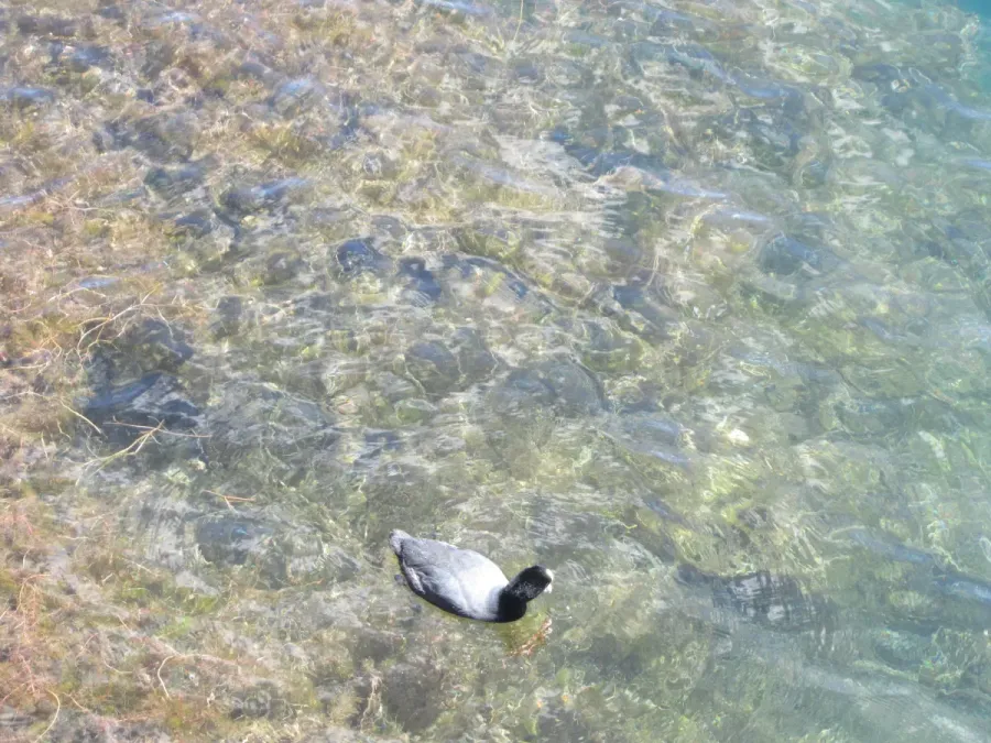 File:Fulica ardesiaca, Cuicocha Lake Ecuador Reserva ecológica Cotacachi-Cayapasm 2.jpg