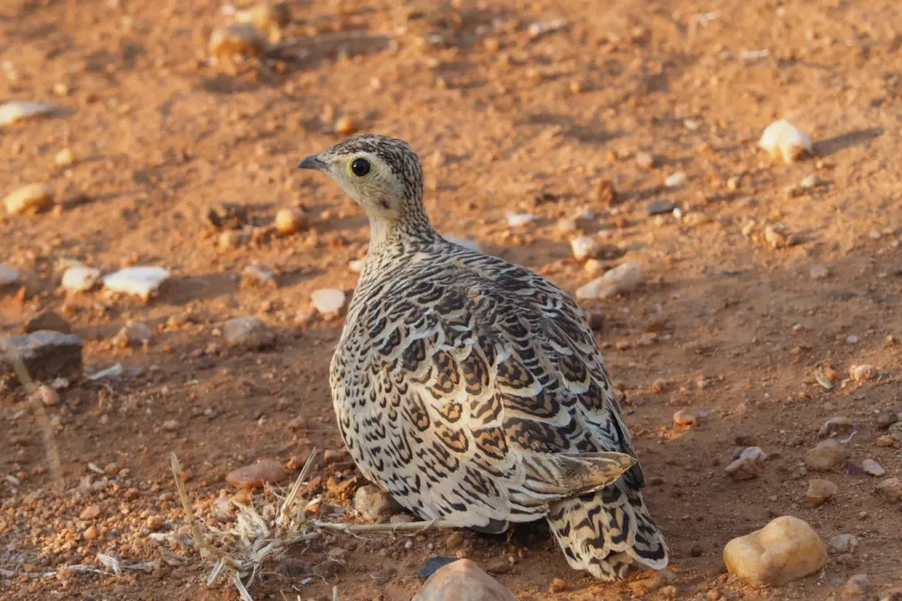 File:Pterocles decoratus, southern Tanzania 2.jpg