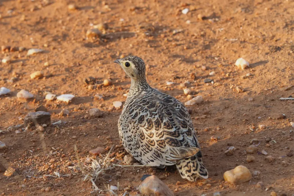 File:Pterocles decoratus, southern Tanzania 1.jpg