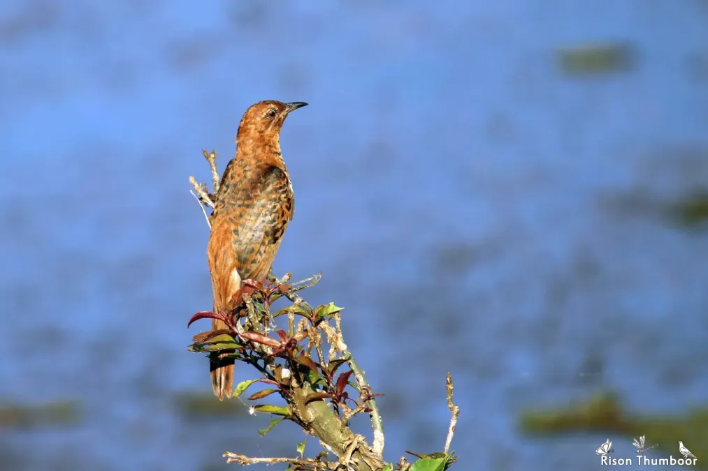 File:Grey Bellied Cuckoo (Cacomantis passerinus) Hepatic female., ചെറുകുയില്‍. (39609306221).jpg