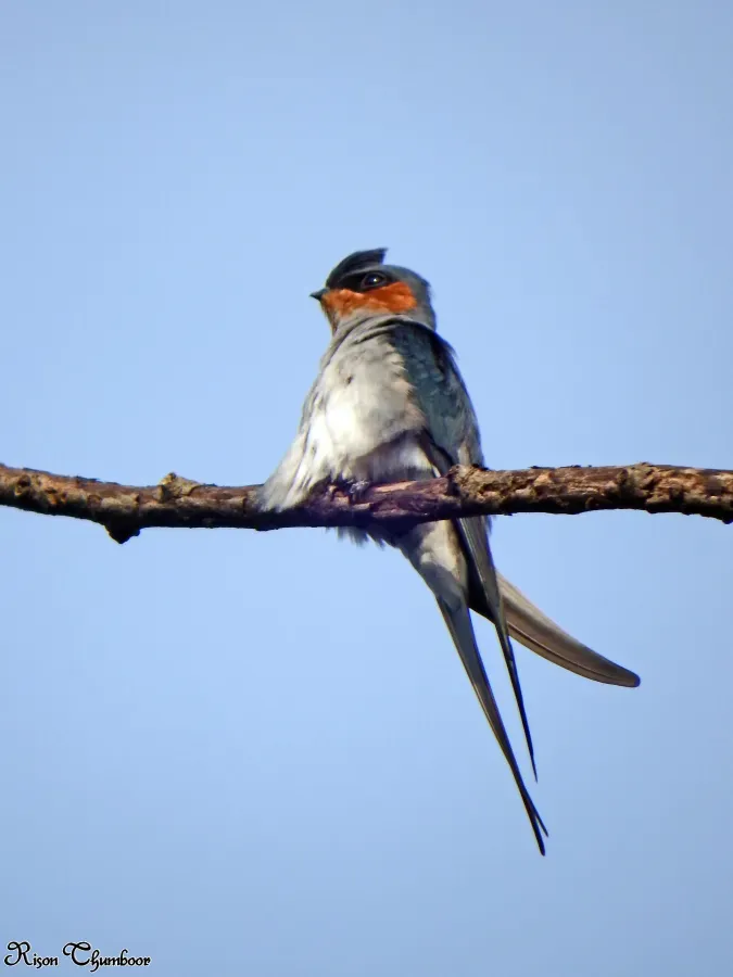 File:Crested treeswift (Hemiprocne coronata) (21093634051).jpg