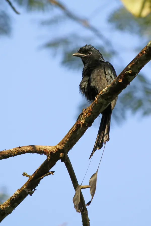 File:Greater racket-tailed drongo (Dicrurus paradiseus) (23115623130).jpg