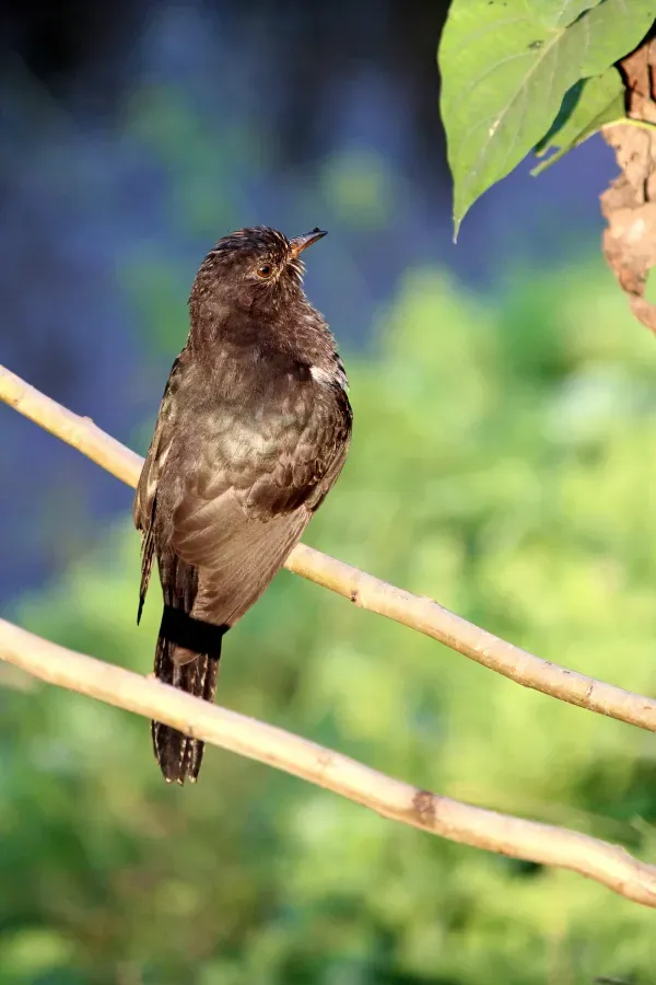 File:Grey-bellied Cuckoo (Cacomantis passerinus) ചെറുകുയിൽ. (31590642543).jpg