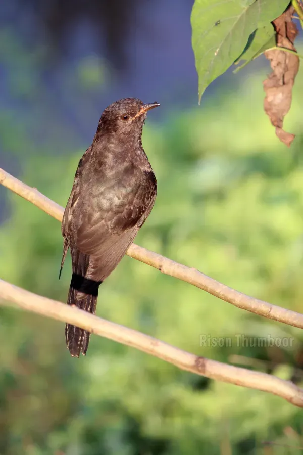 File:Grey-bellied Cuckoo (Cacomantis passerinus) ചെറുകുയിൽ. (31590633203).jpg