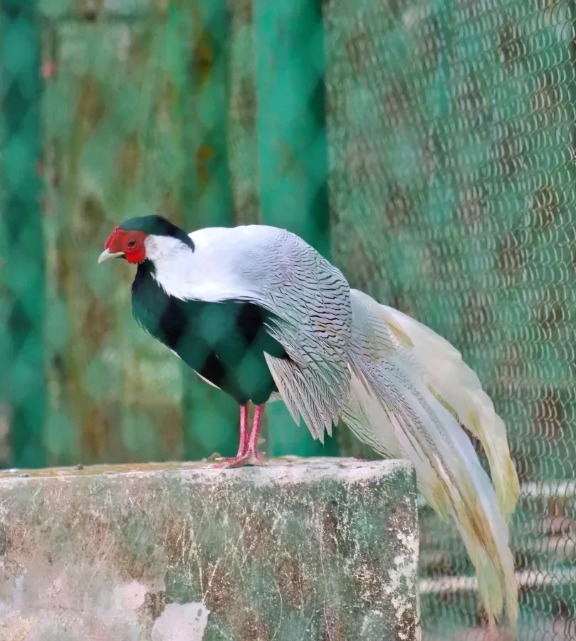 File:Silver pheasant (Lophura nycthemera) at dulhazara safari park.jpg