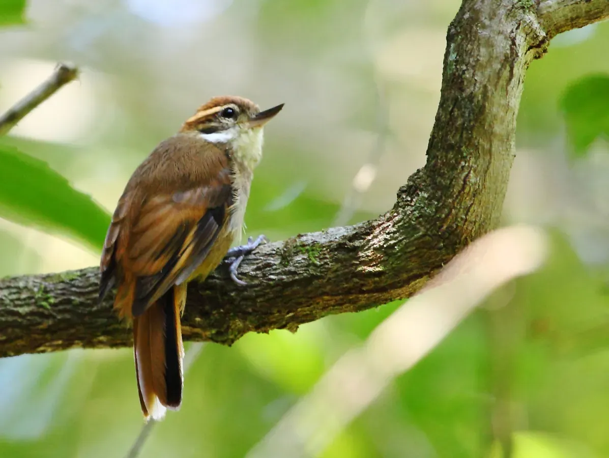 File:Xenops minutus - Plain xenops; Restinga de Bertioga State Park, São Paulo, Brazil.jpg