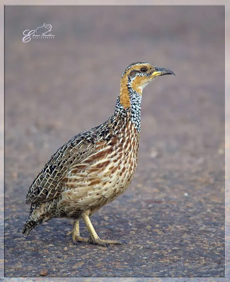 File:Scleroptila levaillantii00.jpg