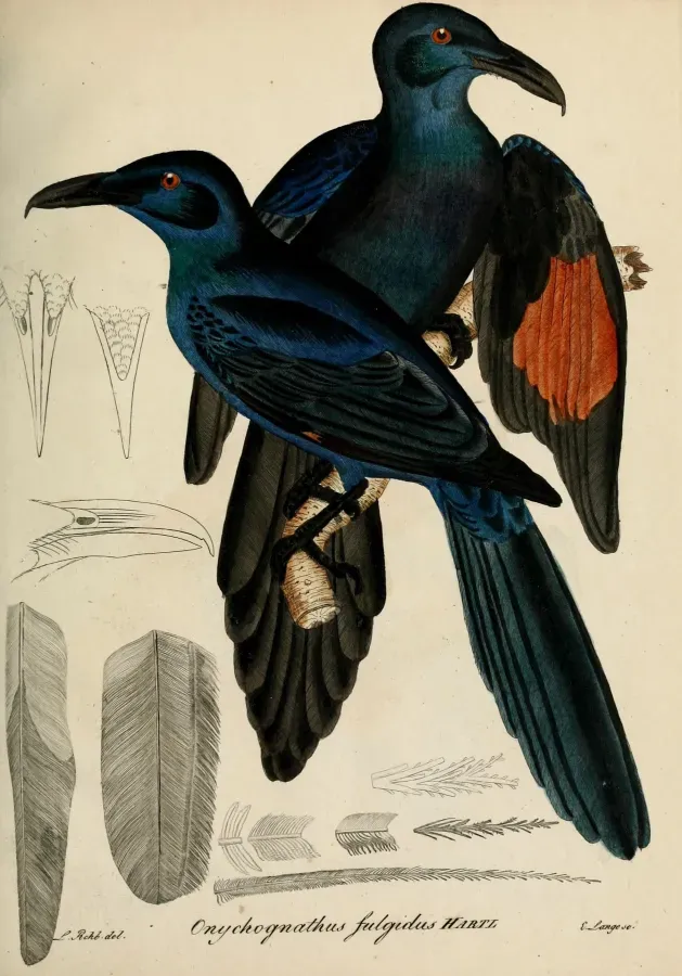 File:Onychognathus fulgidus - Beitrag zur Ornithologie Westafrica's.jpg